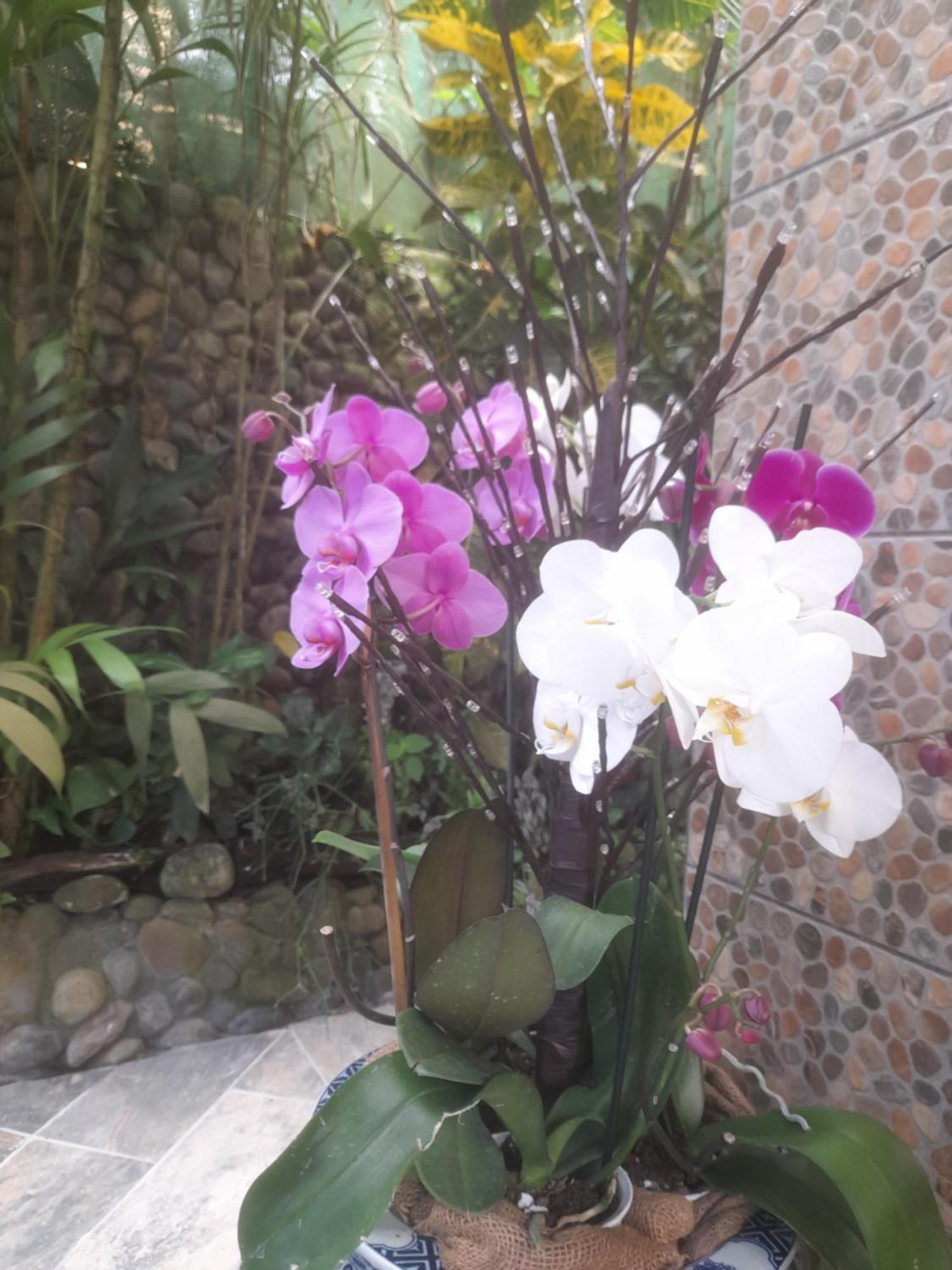 Coyaba Tropical Elegant Adult Guesthouse Manuel Antonio Exterior photo